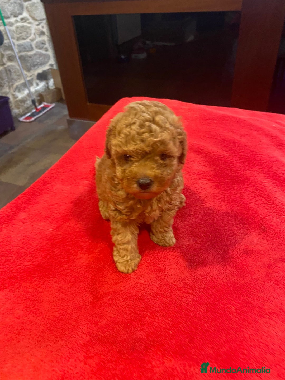 Caniche Toy perros en venta: caniche hembra  disponible - Imagen 4