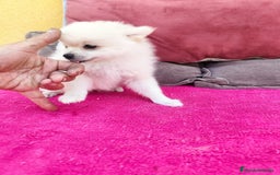 Pomerania perros en venta: Pomerania toy macho blanco  - Imagen 17