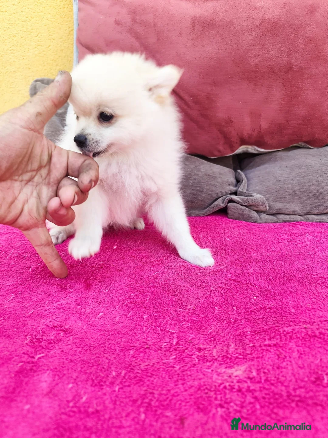 Pomerania perros en venta: Pomerania toy macho blanco  - Anuncio 17