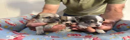 Chihuahua perros en venta: Cachorros chihuahua pelo corto - Anuncio 1