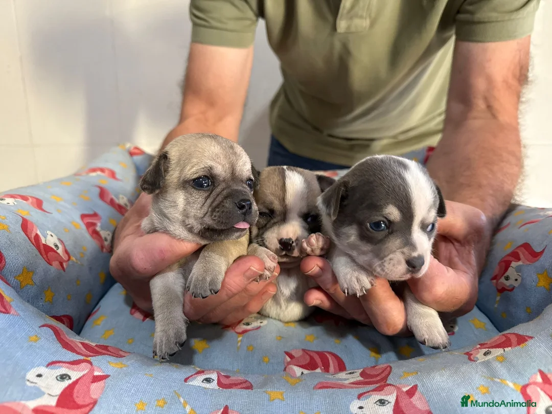 Chihuahua perros en venta: Cachorros chihuahua pelo corto - Anuncio 1