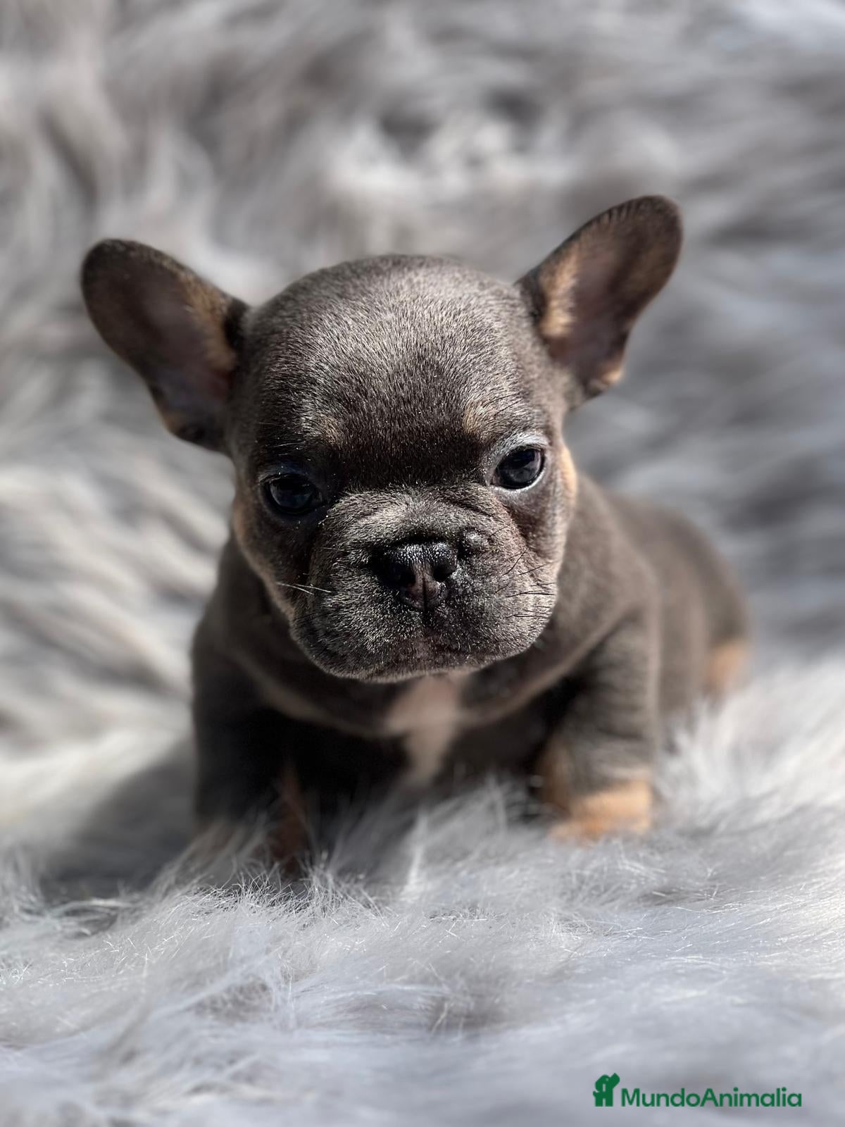 Bulldog Francés perros Bulldog francés blue and tan en Barcelona - Anuncio 25