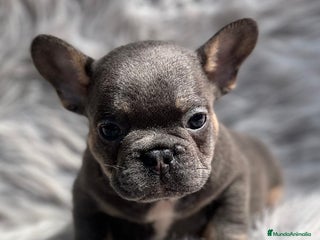Bulldog Francés perros en Barcelona - Anuncio 10