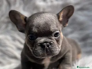 Bulldog Francés perros Bulldog francés blue and tan en Barcelona - Anuncio 2