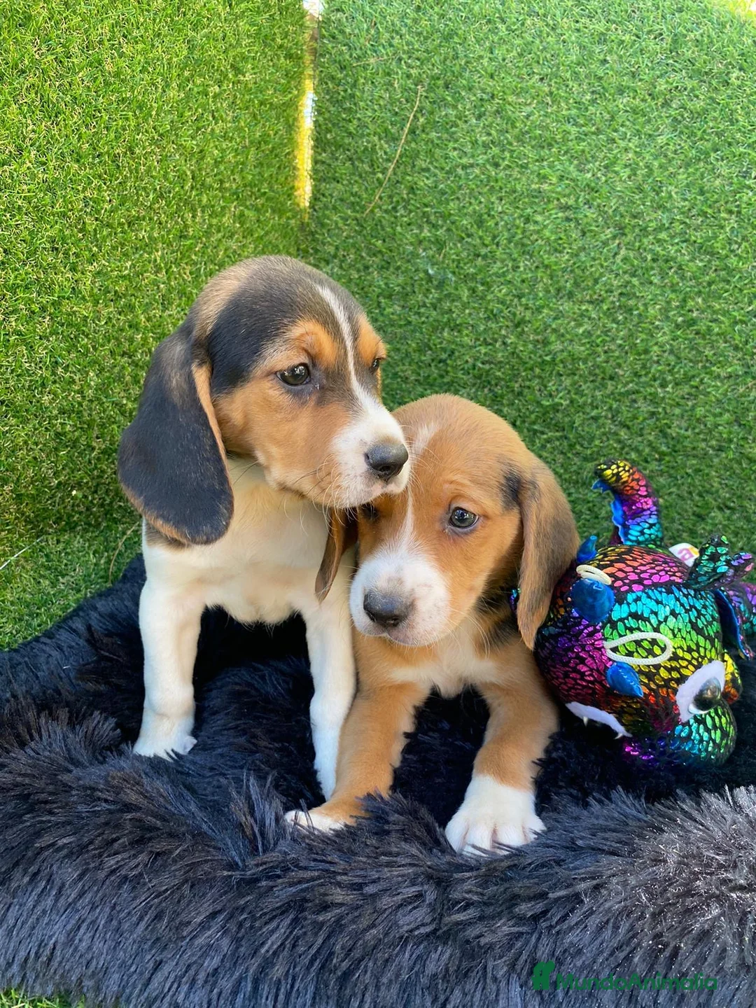 Beagle perros en venta: Beagle cachorro  en Ciudad Real - Anuncio 6
