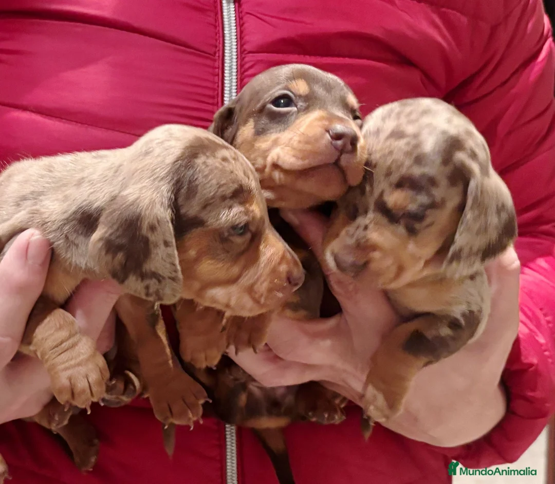 Teckel Miniatura perros en venta: Teckel mini  - Anuncio 2