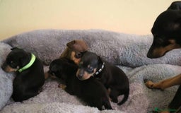 Pinscher Miniatura perros en venta: PINSCHER MINI DISPONIBLES  - Imagen 1