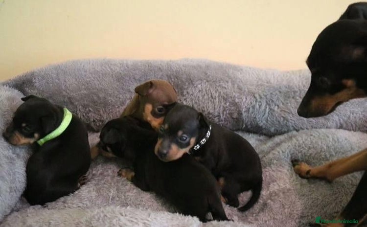 Pinscher Miniatura perros - Anuncio 1