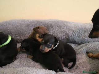 Pinscher Miniatura perros PINSCHER MINI DISPONIBLES - Anuncio 23