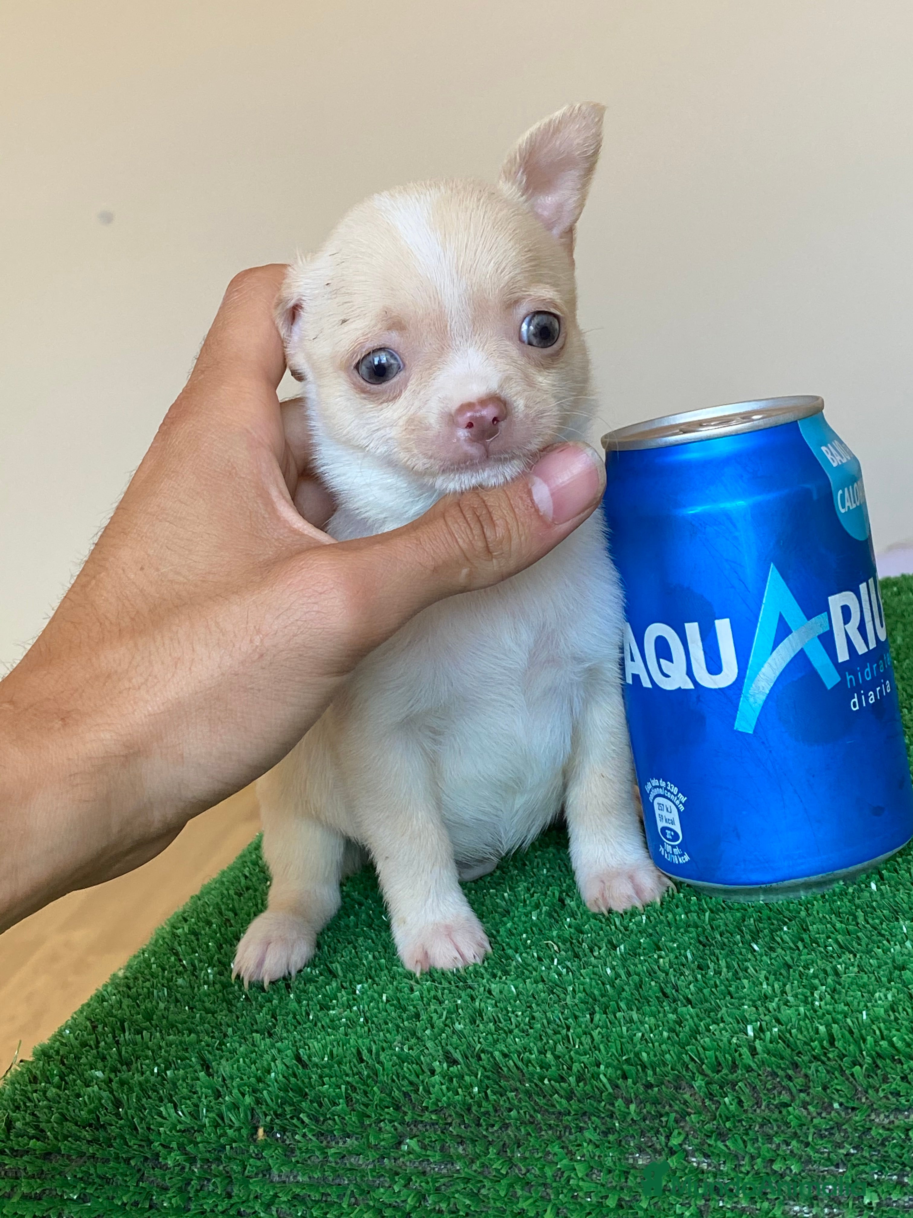 Chihuahua perros Chihuahuas cachorros  en Ciudad Real - Anuncio 2