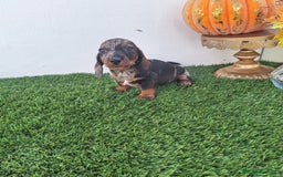Teckel Miniatura perros en venta: TECKEL MINI ARLEQUIN  - Imagen 2