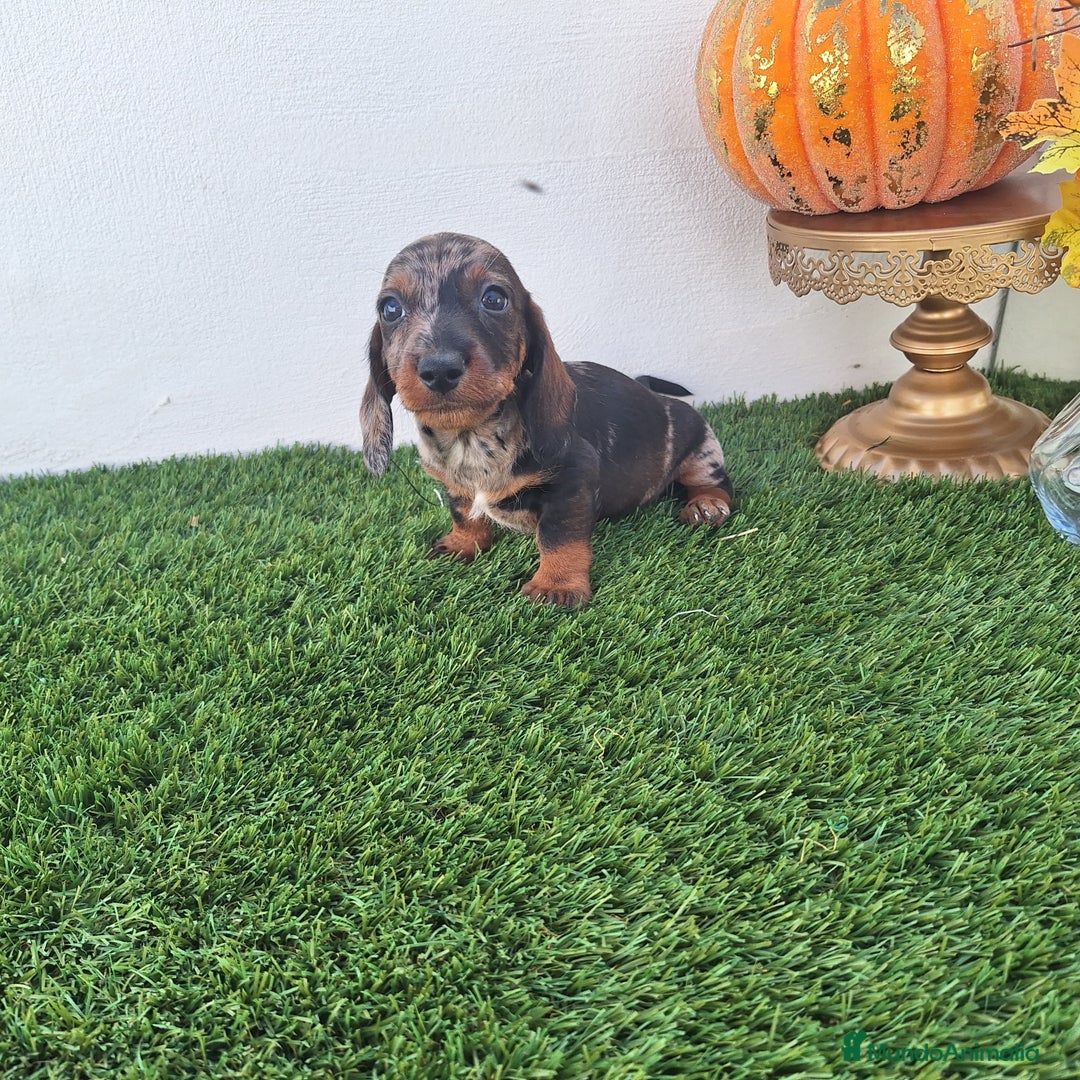 Teckel Miniatura perros en venta: TECKEL MINI ARLEQUIN  - Imagen 2