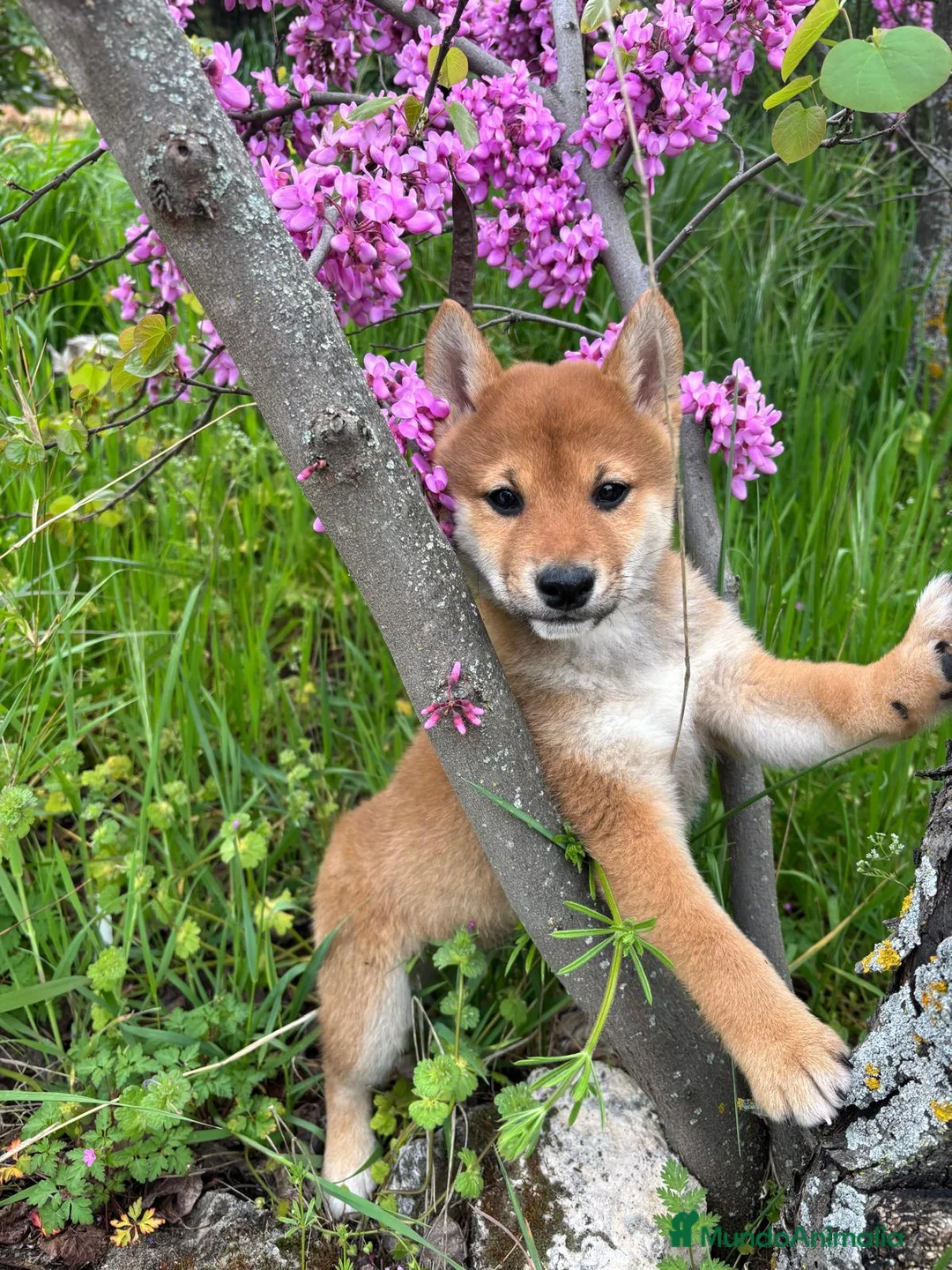 Shiba Inu perros en venta: Shiba Inu  - Anuncio 2