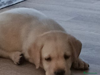 Labrador Retriever perros - Anuncio 13