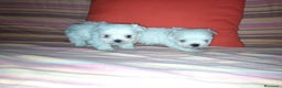 Bichón Maltés perros en venta: Bichón maltés en Badajoz - Anuncio 1