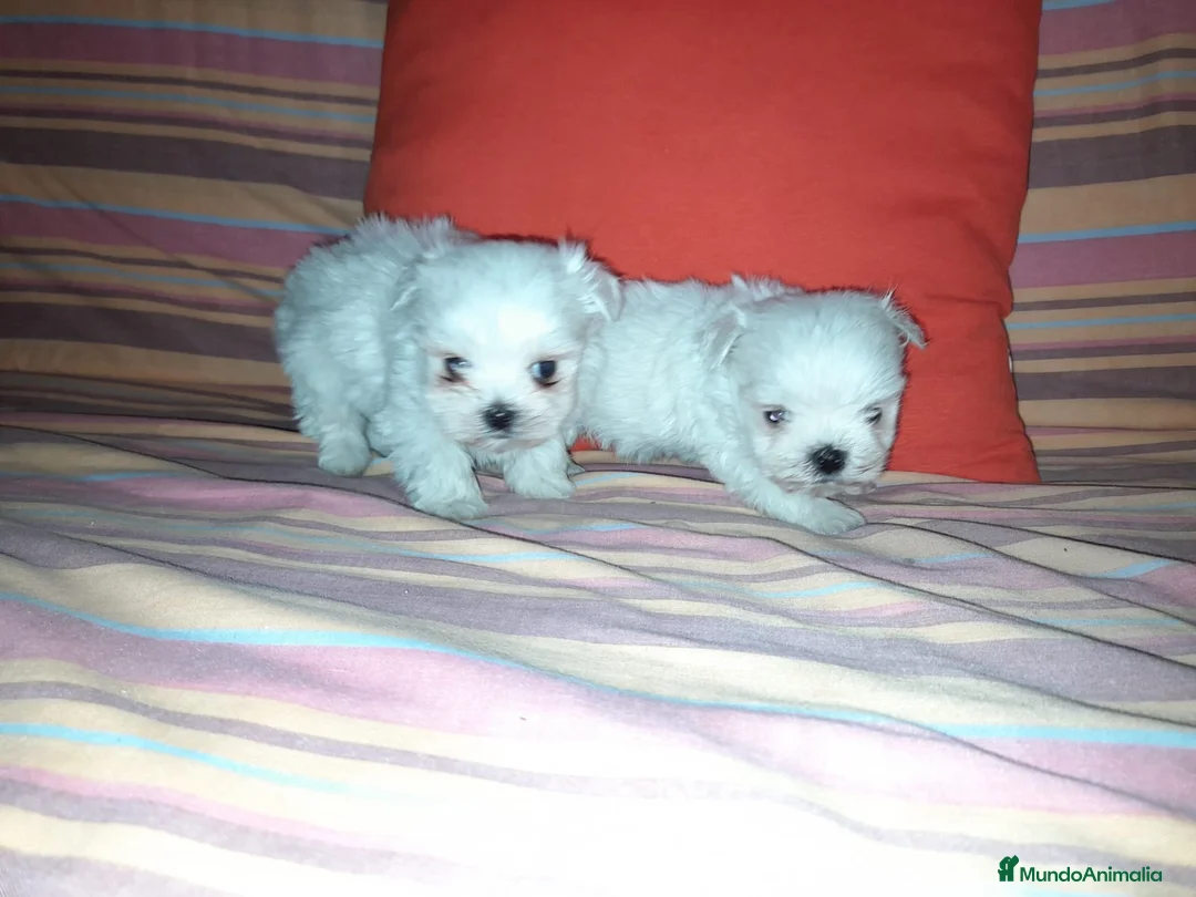 Bichón Maltés perros en venta: Bichón maltés en Badajoz - Anuncio 1