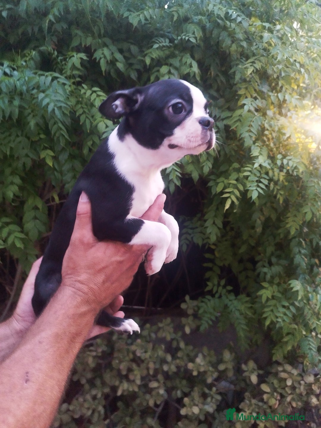Boston Terrier perros en venta: BOSTON. CALIDAD Y SELECCIÓN  - Imagen 6
