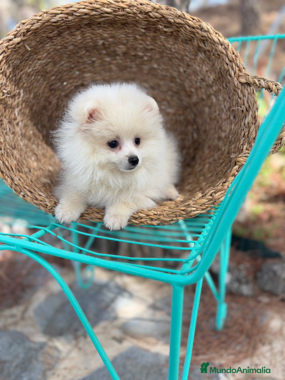 Pomerania perros en venta: Pomerania Macho 4 meses  - Anuncio 6