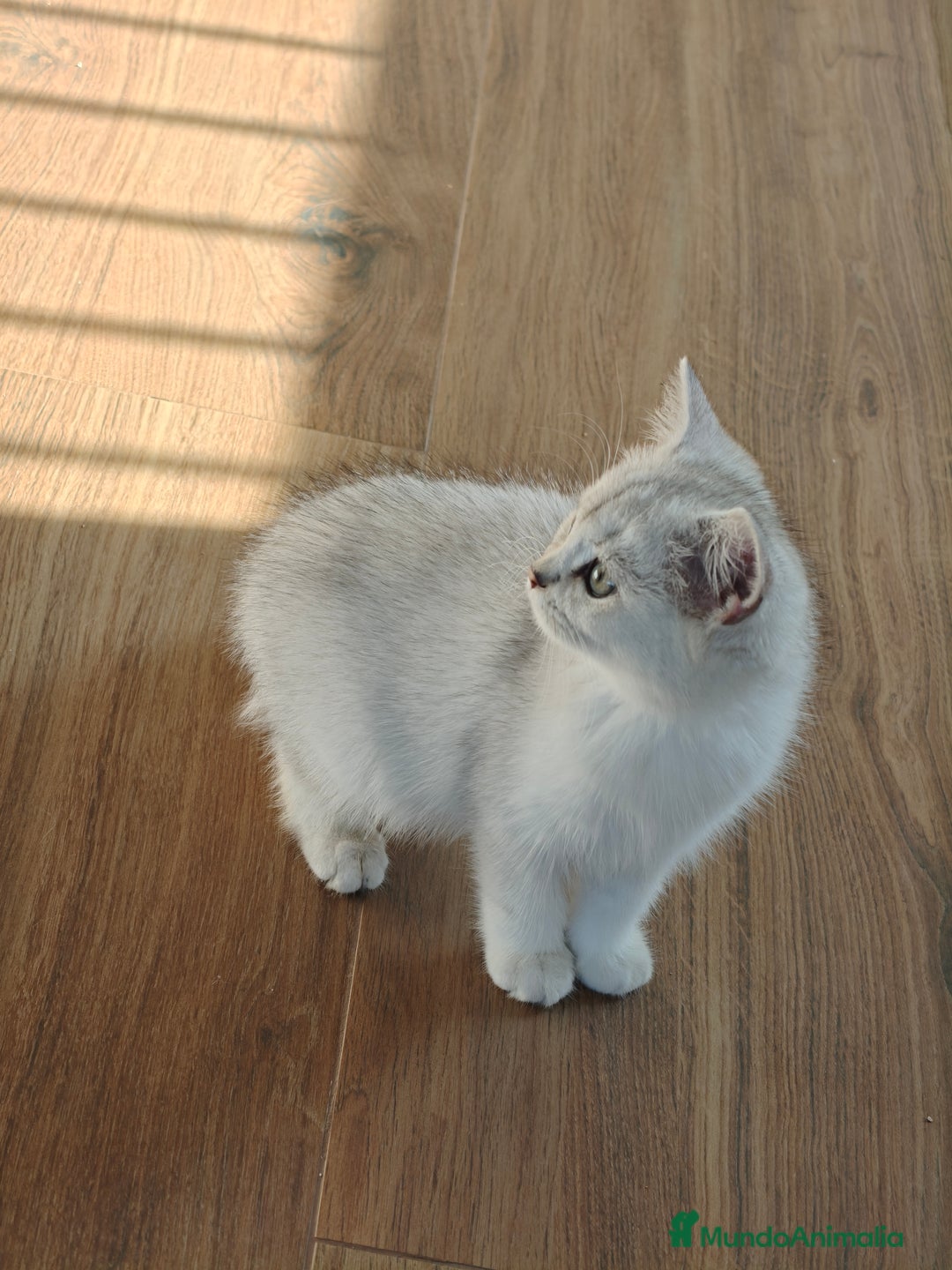 Británico de Pelo Corto gatos en venta: British Silver Chinchilla  - Imagen 1