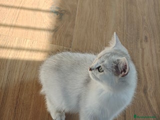 Británico de Pelo Corto gatos - Anuncio 1