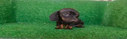 Teckel Miniatura perros en venta: Teckel miniatura  - Anuncio 9