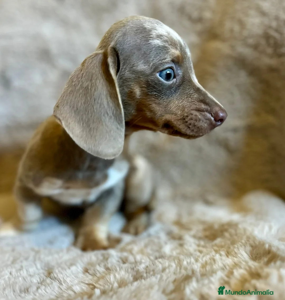 Teckel Miniatura perros en venta: TECKEL ISABELLA MERLE OJOS AZULES - Anuncio 5