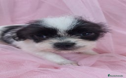 Raza Mixta perros en venta: Maltichi Bichón maltes y chihuahua ♂️ - Imagen 4