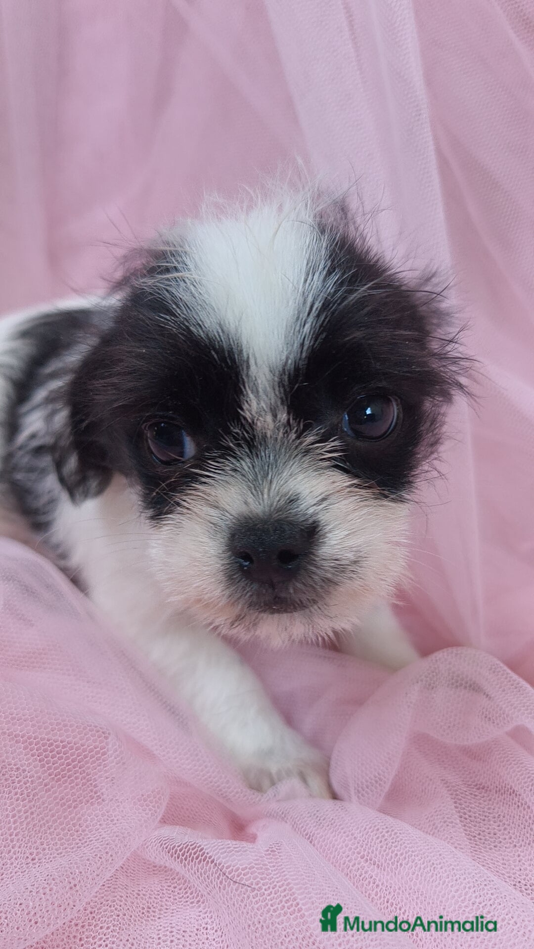 Raza Mixta perros en venta: Maltichi Bichón maltes y chihuahua ♂️ - Imagen 4