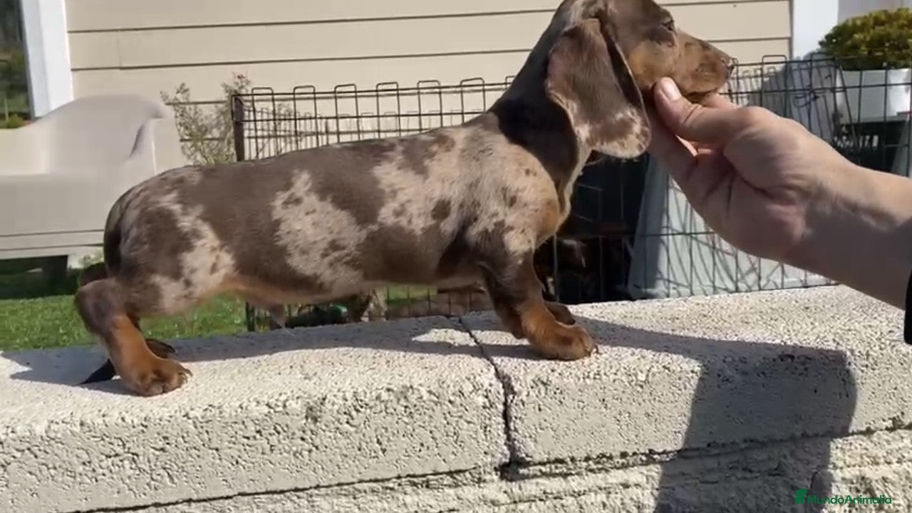 Teckel Miniatura perros teckel mini del valle caprice - Anuncio 4