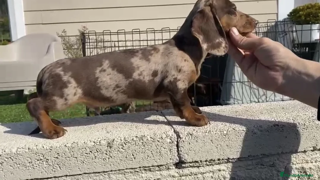 Teckel Miniatura perros en venta: teckel mini del valle caprice - Anuncio 1