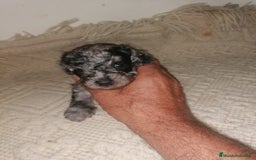 Caniche Toy perros en venta: Caniche toys merle - Imagen 1