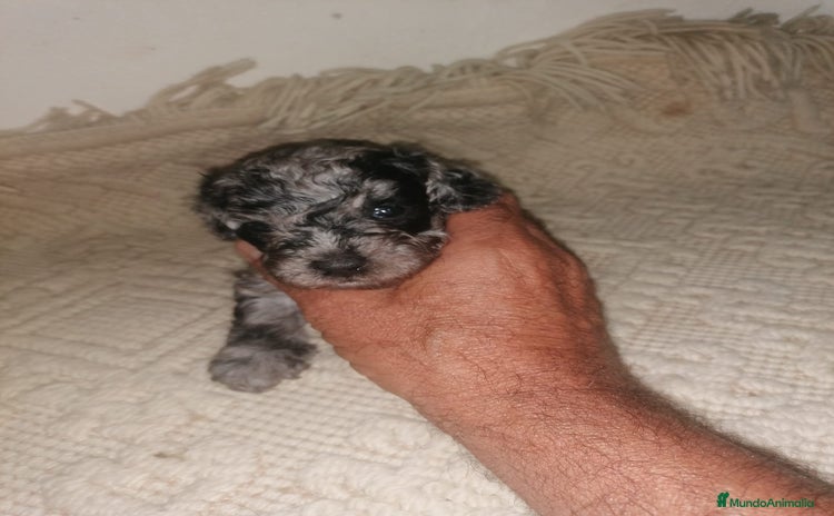 Caniche Toy perros - Propaganda 9