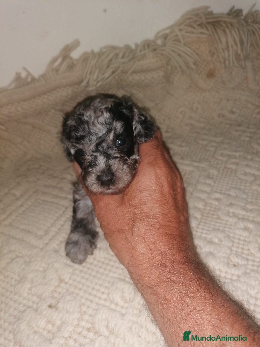 Caniche Toy perros en venta: Caniche toys merle - Imagen 1
