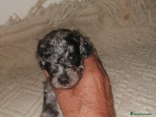Caniche Toy perros - Anuncio 24