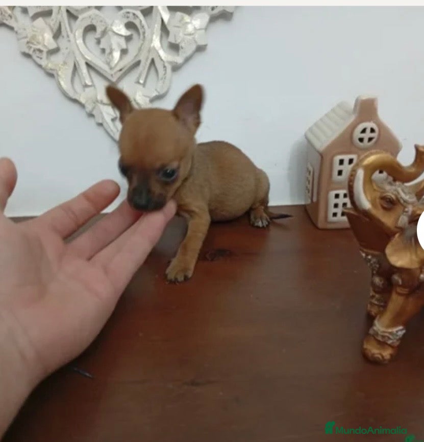 Chihuahua perros Chihuhuas machos  - Anuncio 1