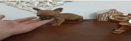 Chihuahua perros en venta: Chihuhuas machos  - Anuncio 1