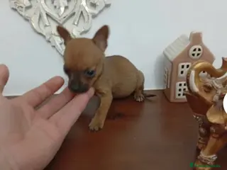 Chihuahua perros Chihuhuas machos - Anuncio 1