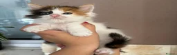 Maine Coon gatos en venta: Maine Coon - Anuncio 6
