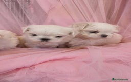 Bichón Maltés perros en venta: Bichón maltes coreano Macho y Hembra  - Imagen 9