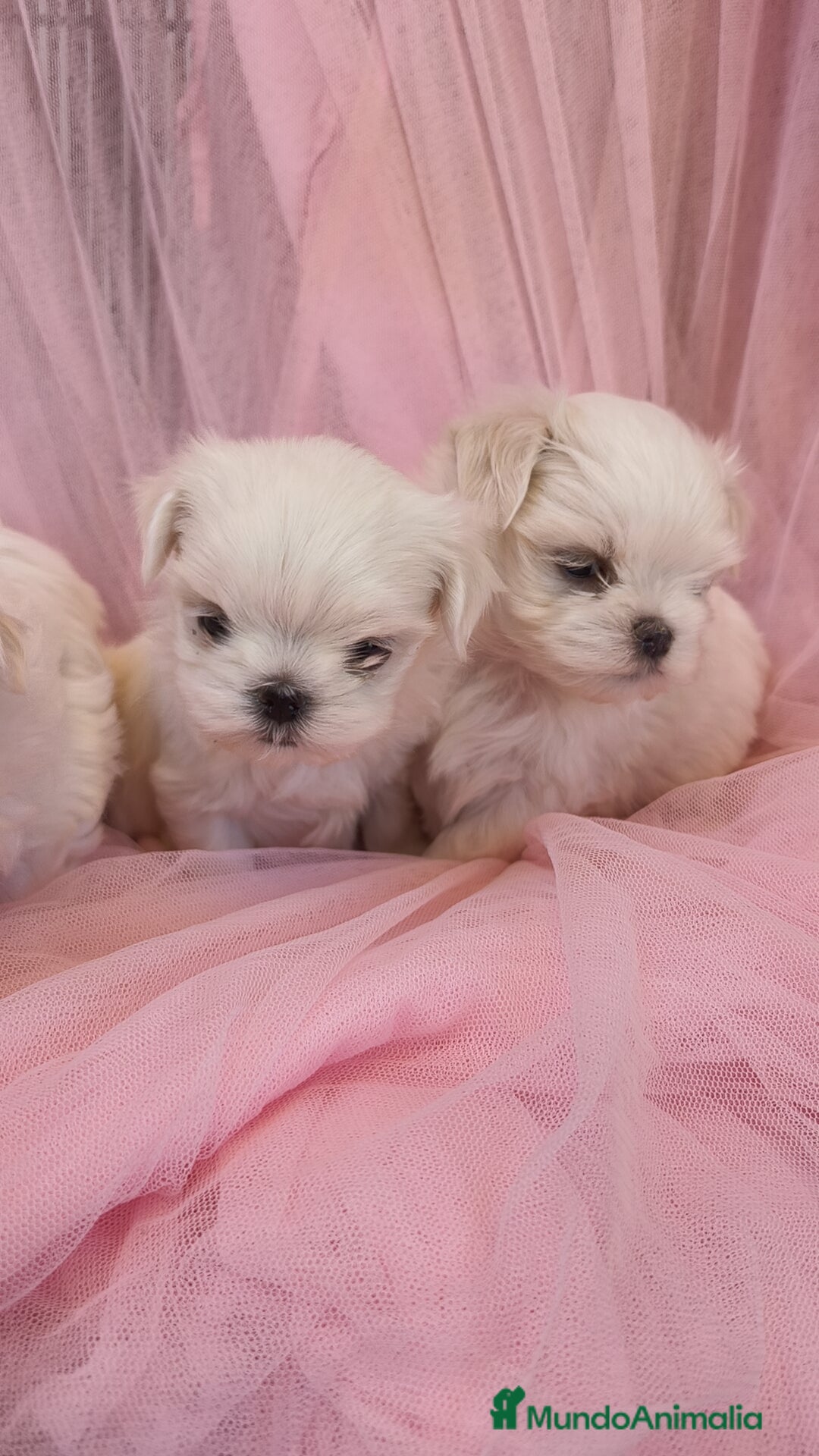 Bichón Maltés perros en venta: Bichón maltes coreano Macho y Hembra  - Imagen 9