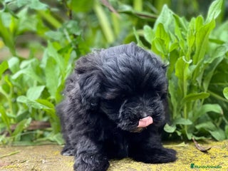 Maltipoo perros en Barcelona - Anuncio 41