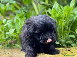 Maltipoo perros MALTIPOO TOY HEMBRA NEGRA DISPONIBLE en Barcelona - Anuncio 38