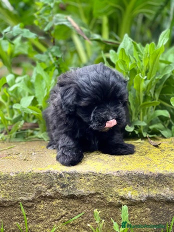 Maltipoo perros en Barcelona - Anuncio 14
