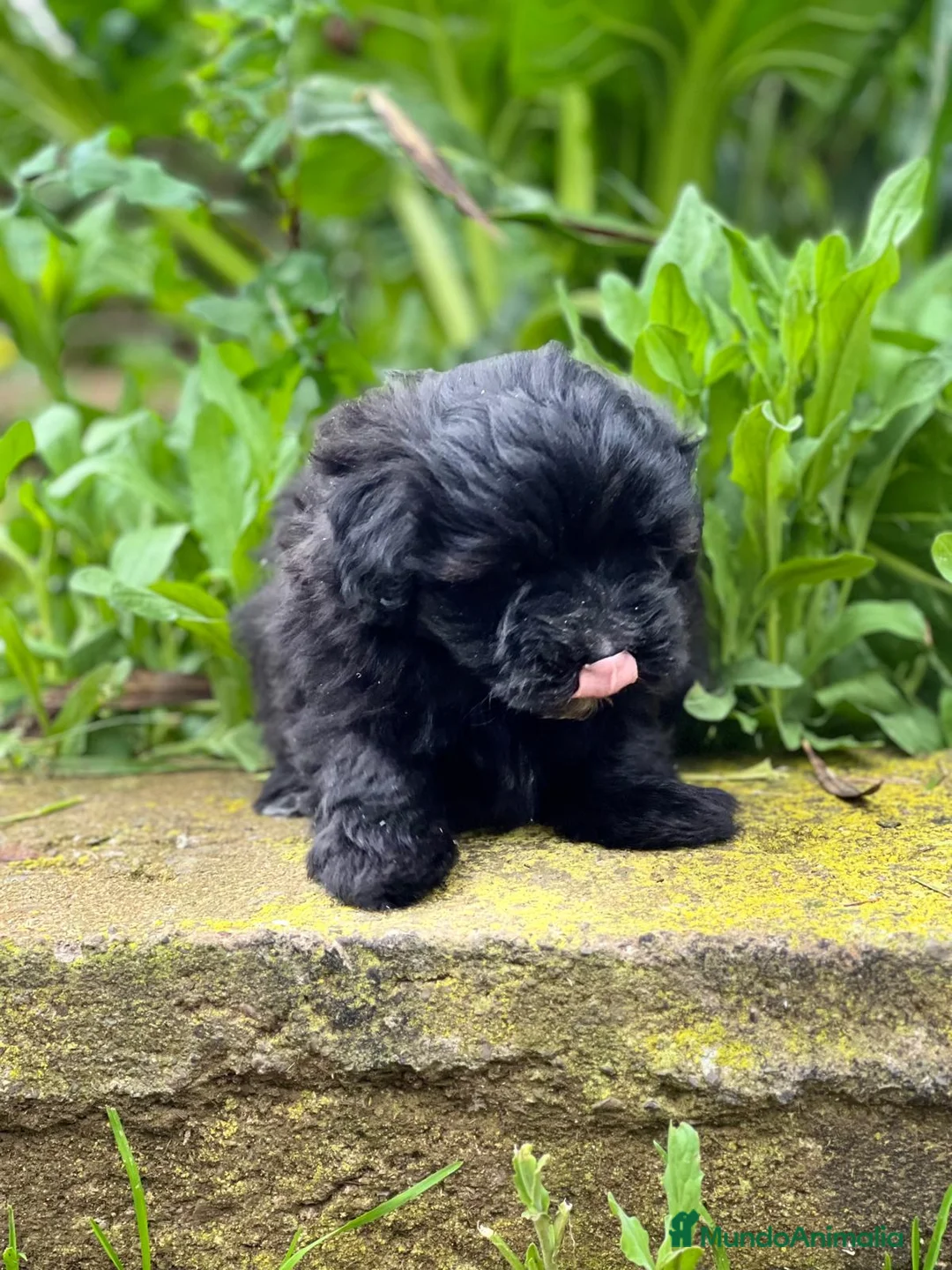 Maltipoo perros en venta: MALTIPOO TOY HEMBRA NEGRA DISPONIBLE en Barcelona - Anuncio 1