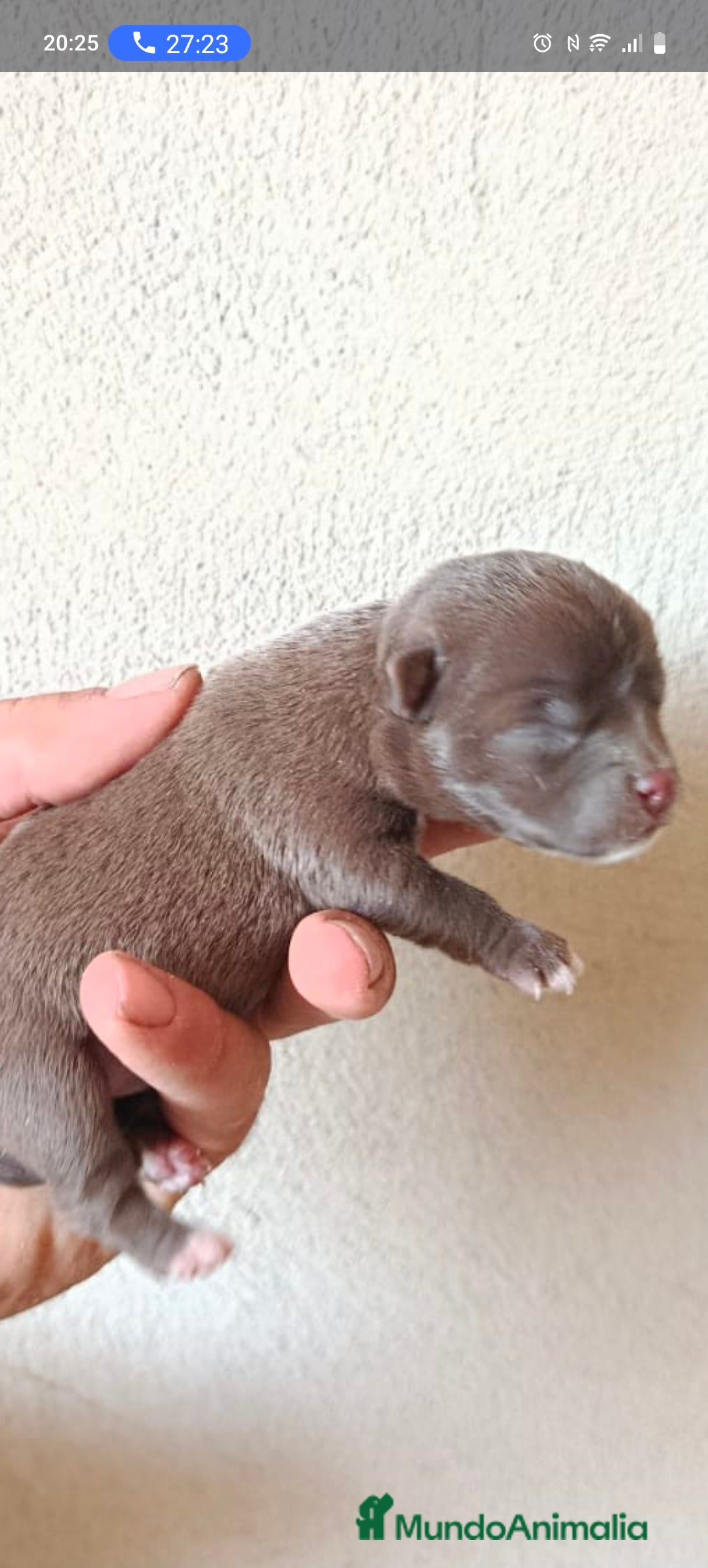 Chihuahua perros en venta: Chigugua toys  - Imagen 1