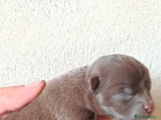 Chihuahua perros - Anuncio 22