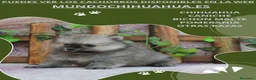 Pomerania perros en venta: IMPRESIONANTES POMERANIA MACHOS Y HEMBRAS  - Anuncio 24