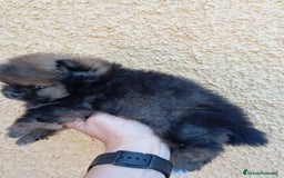 Pomerania perros en venta: Último cachorro de Pomerania cara de oso!! - Imagen 3