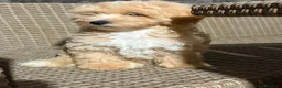 Maltipoo perros en venta: Maltipoo macho🐾 - Anuncio 5