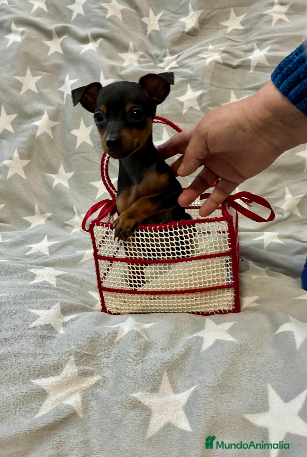 Pinscher Miniatura perros Pinscher miniatura - Anuncio 2